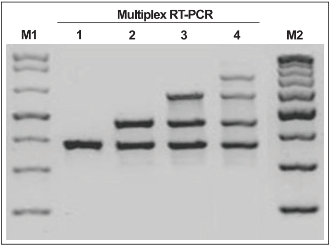 data_ORTHT-1_20250424.png