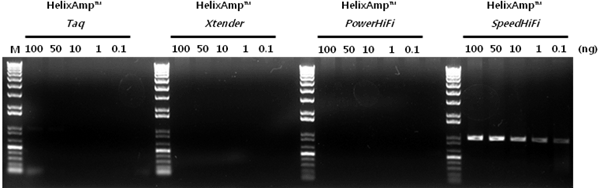 Speed-Pfu_Figure 2. A fast PCR with HelixAmp™ Speed-Pfu Polymerase and other enzymes.