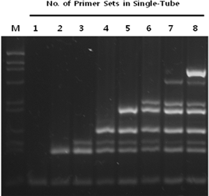 Ready-2x-Multiplex_Figure 1. Multiplex PCR of up to 8 targets using HelixAmp™ Ready-2x-Multiplex.