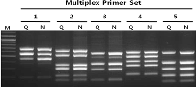 Ready-2x-Multiplex_Figure 2. Multiplex PCRs for various multiplex primer sets using HelixAmp™ Ready-2x-Multiplex.