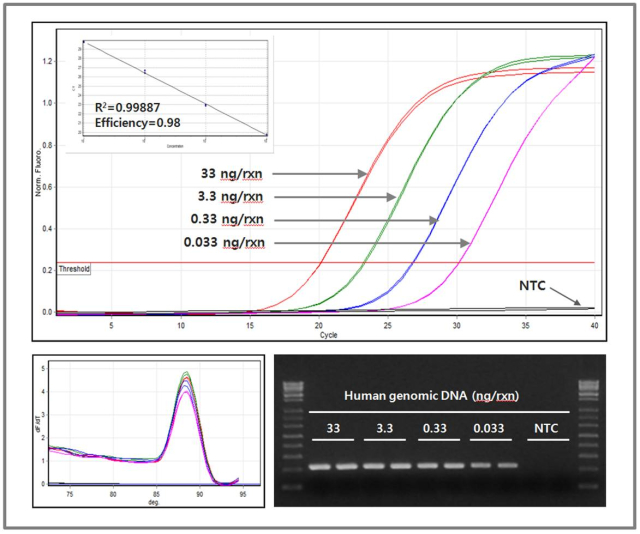 PQ_Figure 1. Sensitive detection using RealHelix™ Premier qPCR Kit [Green, Low ROX].