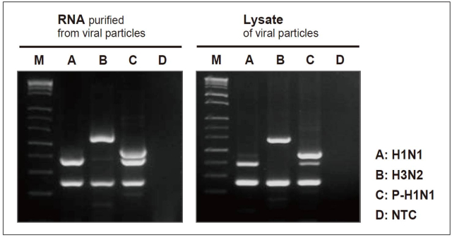 DRT_Figure 1. Comparison of multiple detection for swine influenza virus by direct RT-PCR with conventional RT-PCR from cultured virus.