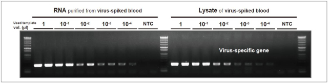 DRT_Figure 3. Comparison of detection sensitivity of viral target in direct RT-PCR with conventional RT-PCR from animal RNA virus-spiked whole blood.