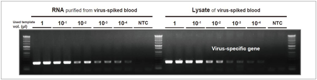 DRT_Figure 3 DRT_Figure 3. Comparison of detection sensitivity of viral target in direct RT-PCR with conventional RT-PCR from animal RNA virus-spiked whole blood.