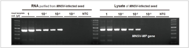 DRT_Figure 4. Comparison of detection sensitivity of direct RT-PCR with conventional RT-PCR from virus-infected plant seeds.