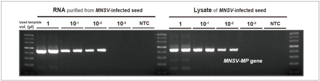 DRT_Figure 4 DRT_Figure 4. Comparison of detection sensitivity of direct RT-PCR with conventional RT-PCR from virus-infected plant seeds.