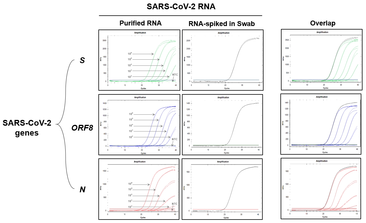 DFQRU_Figure 1. Direct and multiplex real-time RT-PCR using the RealHelix™ DirectFast qRT-PCR Kit.