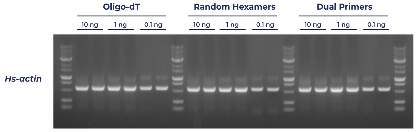 LCDNA_Figure 2. Performance of Easy cDNA LyoPremix with 2-step RT-PCR.